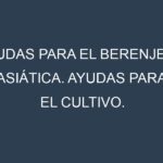 Ayudas para el Berenjena asiática. Ayudas para el cultivo. Subvenciones.