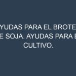 Ayudas para el Brotes de soja. Ayudas para el cultivo. Subvenciones.