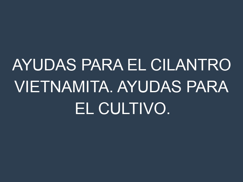 Ayudas para el Cilantro vietnamita. Ayudas para el cultivo. Subvenciones.