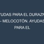 Ayudas para el Durazno – Melocotón. Ayudas para el cultivo. Subvenciones.