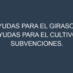 Ayudas para el Girasol. Ayudas para el cultivo. Subvenciones.