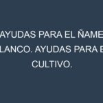 Ayudas para el Ñame blanco. Ayudas para el cultivo. Subvenciones.