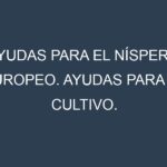 Ayudas para el Níspero europeo. Ayudas para el cultivo. Subvenciones.