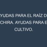 Ayudas para el Raíz de achira. Ayudas para el cultivo. Subvenciones.