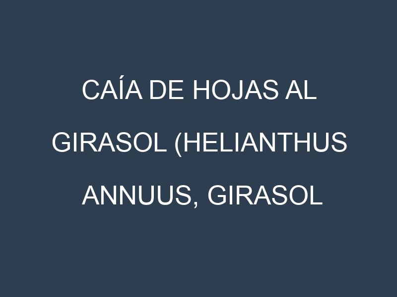 Caía de hojas al Girasol (Helianthus annuus, Girasol común, Girasol gigante)
