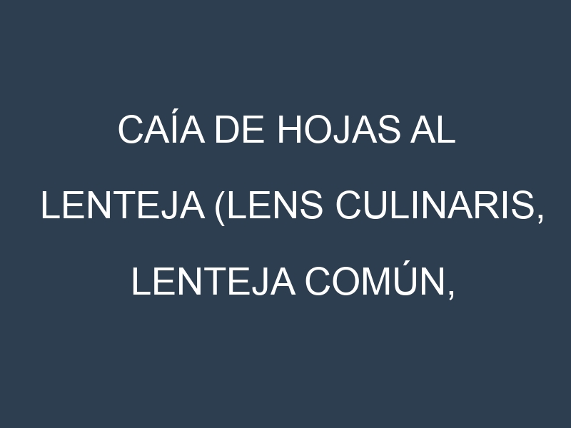 Caía de hojas al Lenteja (Lens culinaris, Lenteja común, Lenteja roja)