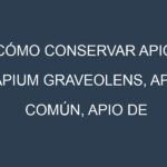 Cómo conservar Apio (Apium graveolens, Apio común, Apio de hoja).