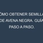 Cómo obtener semillas de Avena negra. Guía paso a paso. Técnicas sencillas. Conservación.