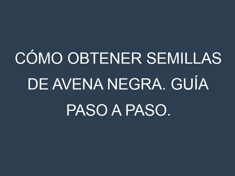 Cómo obtener semillas de Avena negra. Guía paso a paso. Técnicas sencillas. Conservación.