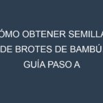 Cómo obtener semillas de Brotes de bambú. Guía paso a paso. Técnicas sencillas. Conservación.
