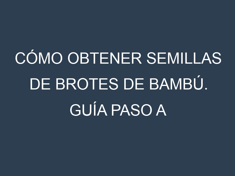 Cómo obtener semillas de Brotes de bambú. Guía paso a paso. Técnicas sencillas. Conservación.