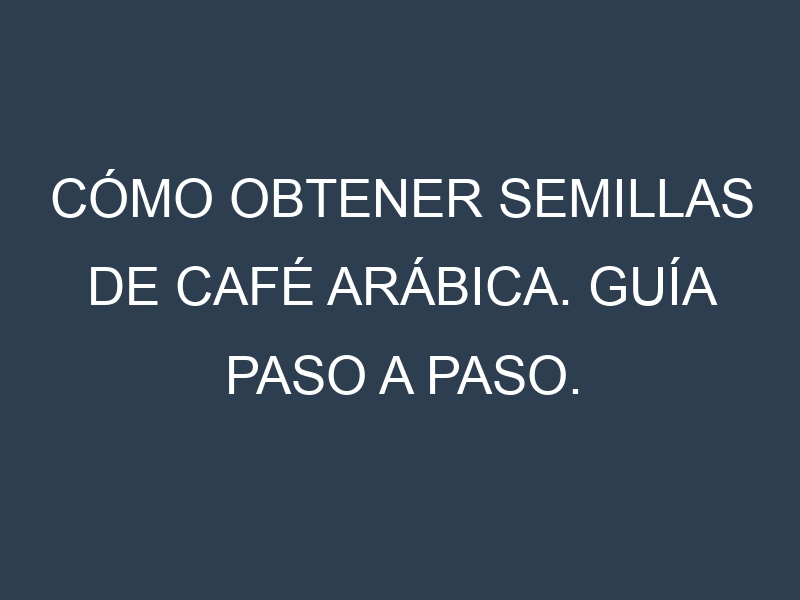 Cómo obtener semillas de Café Arábica. Guía paso a paso. Técnicas sencillas. Conservación.