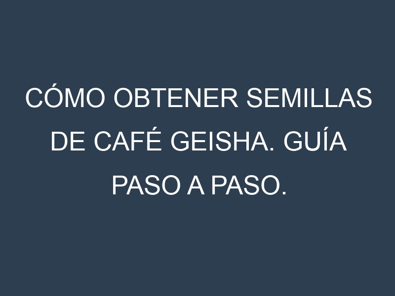 Cómo obtener semillas de Café Geisha. Guía paso a paso. Técnicas sencillas. Conservación.