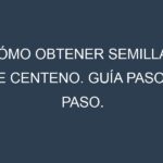 Cómo obtener semillas de Centeno. Guía paso a paso. Técnicas sencillas. Conservación.