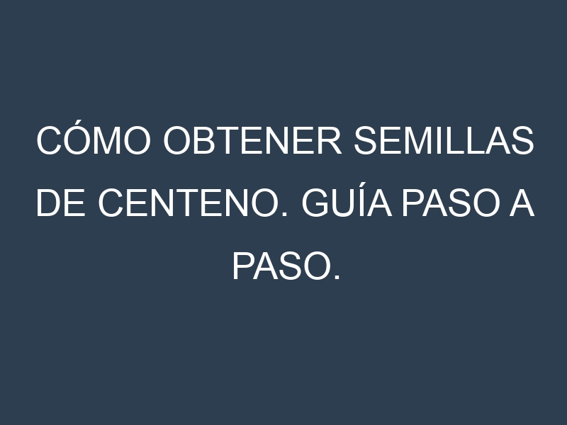 Cómo obtener semillas de Centeno. Guía paso a paso. Técnicas sencillas. Conservación.