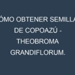 Cómo obtener semillas de Copoazú – Theobroma grandiflorum. Guía paso a paso. Técnicas sencillas. Conservación.