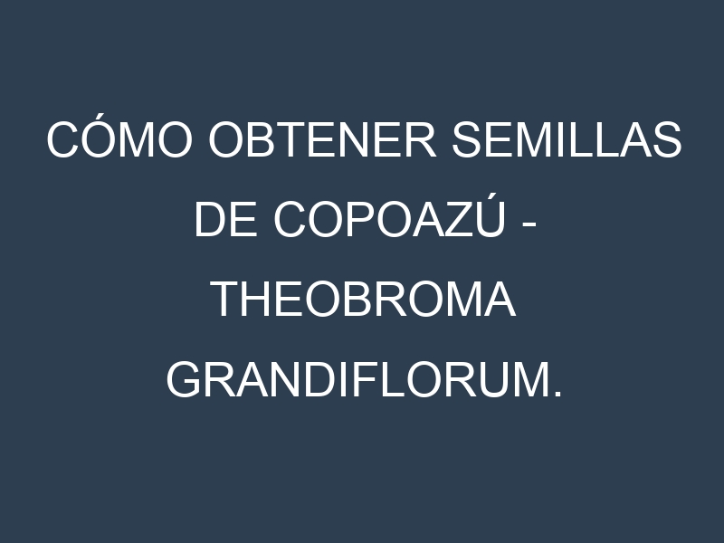 Cómo obtener semillas de Copoazú – Theobroma grandiflorum. Guía paso a paso. Técnicas sencillas. Conservación.