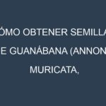 Cómo obtener semillas de Guanábana (Annona muricata, soursop). Guía paso a paso. Técnicas sencillas. Conservación.