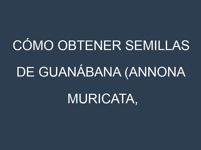 Cómo obtener semillas de Guanábana (Annona muricata, soursop). Guía paso a paso. Técnicas sencillas. Conservación.