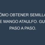 Cómo obtener semillas de Mango Ataulfo. Guía paso a paso. Técnicas sencillas. Conservación.