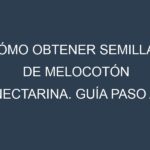 Cómo obtener semillas de Melocotón nectarina. Guía paso a paso. Técnicas sencillas. Conservación.