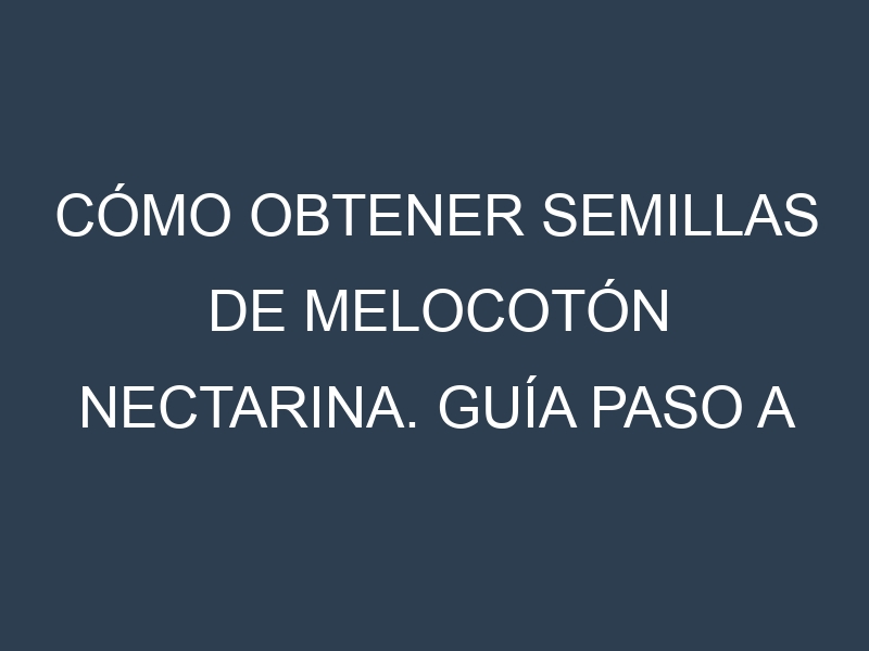 Cómo obtener semillas de Melocotón nectarina. Guía paso a paso. Técnicas sencillas. Conservación.