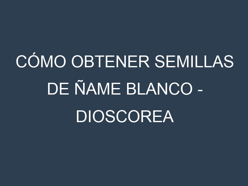 Cómo obtener semillas de Ñame Blanco – Dioscorea rotundata. Guía paso a paso. Técnicas sencillas. Conservación.
