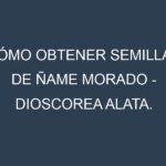 Cómo obtener semillas de Ñame Morado – Dioscorea alata. Guía paso a paso. Técnicas sencillas. Conservación.