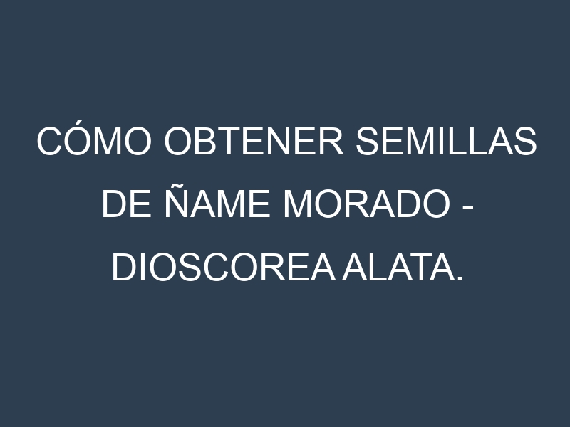 Cómo obtener semillas de Ñame Morado – Dioscorea alata. Guía paso a paso. Técnicas sencillas. Conservación.