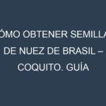 Cómo obtener semillas de Nuez de Brasil – Coquito. Guía paso a paso. Técnicas sencillas. Conservación.