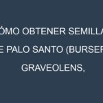 Cómo obtener semillas de Palo santo (Bursera graveolens, holy wood). Guía paso a paso. Técnicas sencillas. Conservación.