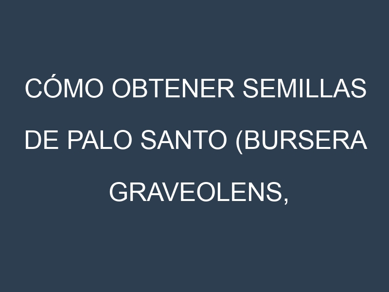 Cómo obtener semillas de Palo santo (Bursera graveolens, holy wood). Guía paso a paso. Técnicas sencillas. Conservación.