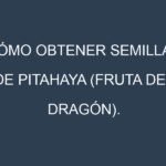 Cómo obtener semillas de Pitahaya (fruta del dragón). Guía paso a paso. Técnicas sencillas. Conservación.