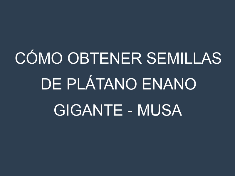 Cómo obtener semillas de Plátano Enano Gigante – Musa acuminata. Guía paso a paso. Técnicas sencillas. Conservación.