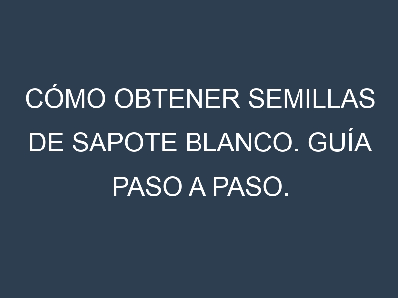 Cómo obtener semillas de Sapote blanco. Guía paso a paso. Técnicas sencillas. Conservación.