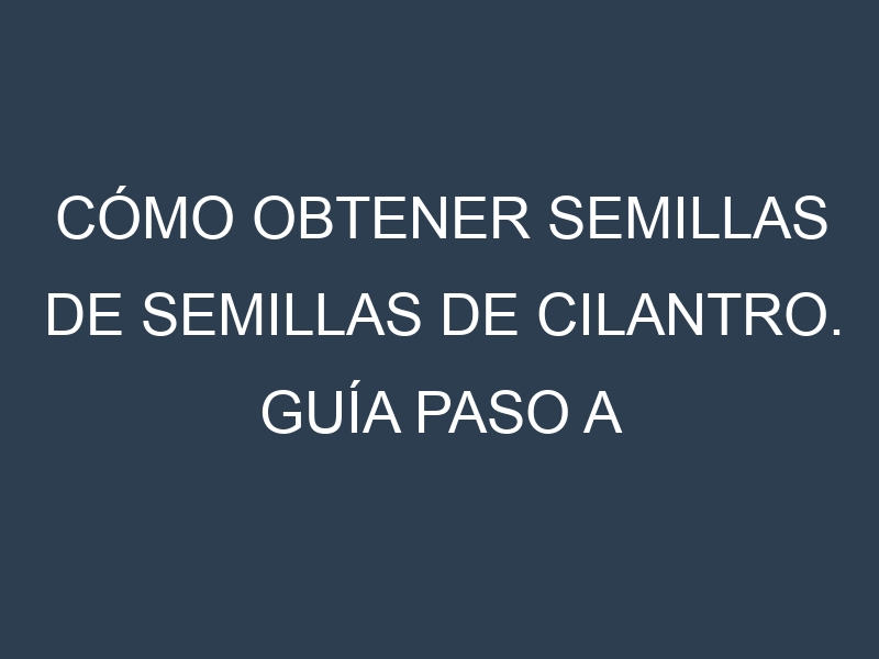 Cómo obtener semillas de Semillas de cilantro. Guía paso a paso. Técnicas sencillas. Conservación.