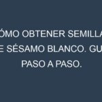 Cómo obtener semillas de Sésamo blanco. Guía paso a paso. Técnicas sencillas. Conservación.