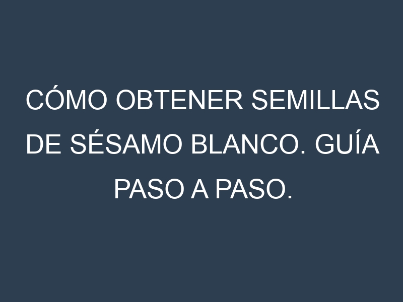 Cómo obtener semillas de Sésamo blanco. Guía paso a paso. Técnicas sencillas. Conservación.