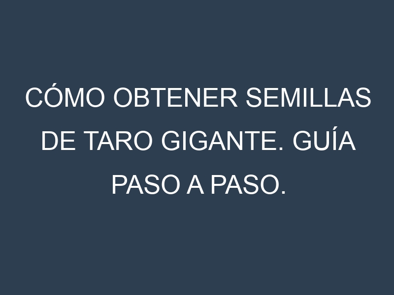 Cómo obtener semillas de Taro gigante. Guía paso a paso. Técnicas sencillas. Conservación.