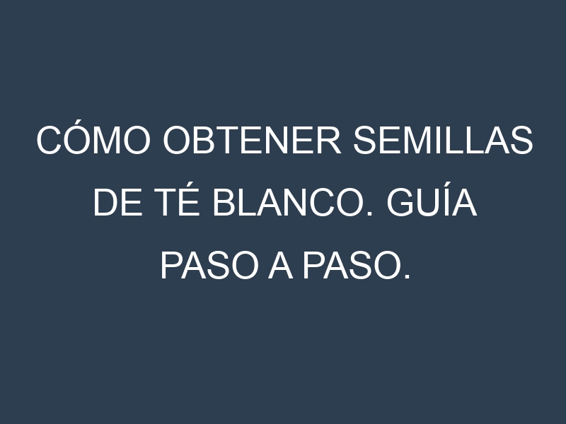 Cómo obtener semillas de Té blanco. Guía paso a paso. Técnicas sencillas. Conservación.