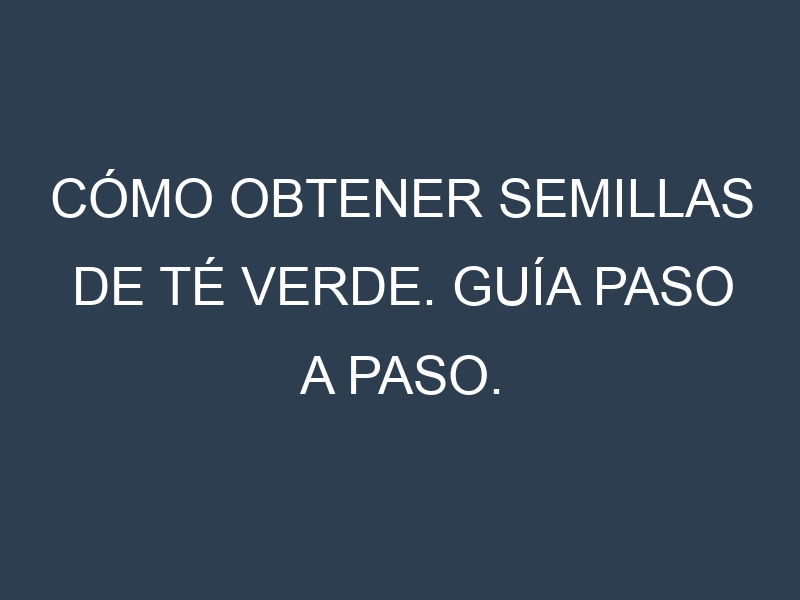 Cómo obtener semillas de Té verde. Guía paso a paso. Técnicas sencillas. Conservación.