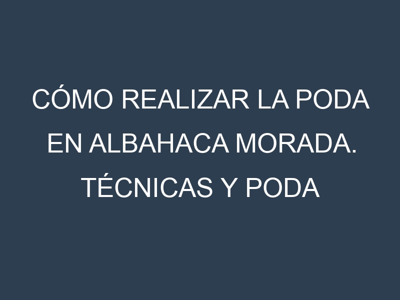 Cómo Realizar la Poda en Albahaca morada. Técnicas y Poda de formación.