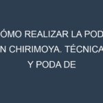 Cómo Realizar la Poda en Chirimoya. Técnicas y Poda de formación.