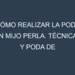 Cómo Realizar la Poda en Mijo perla. Técnicas y Poda de formación.