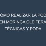 Cómo Realizar la Poda en Moringa oleifera. Técnicas y Poda de formación.