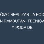 Cómo Realizar la Poda en Rambután. Técnicas y Poda de formación.