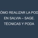 Cómo Realizar la Poda en Salvia – Sage. Técnicas y Poda de formación.
