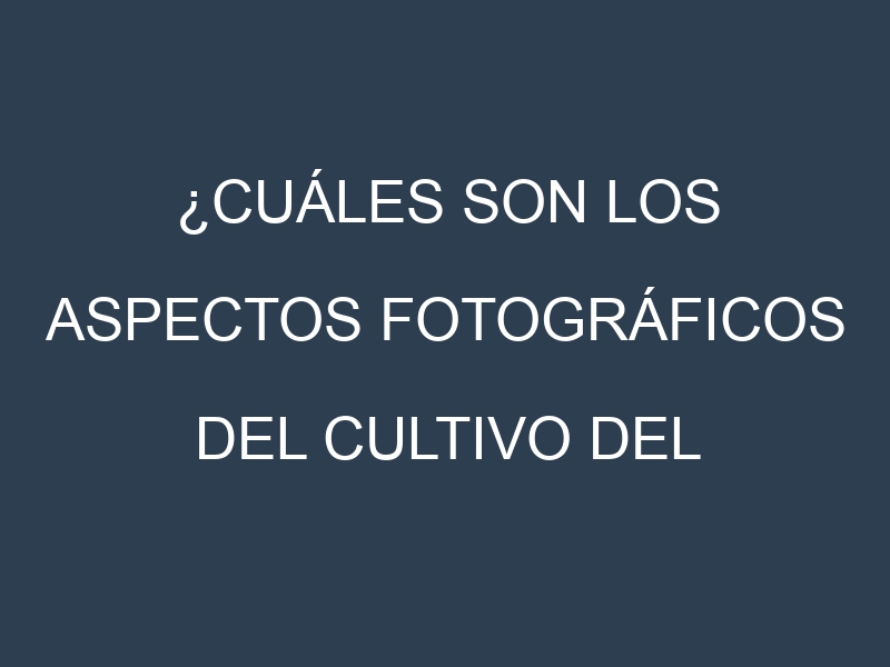 ¿Cuáles son los aspectos fotográficos del cultivo del olivo?
