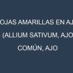 Hojas amarillas en Ajo (Allium sativum, Ajo común, Ajo morado). Manchas amarillas en Ajo (Allium sativum, Ajo común, Ajo morado)
