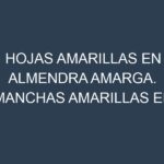 Hojas amarillas en Almendra amarga. Manchas amarillas en Almendra amarga